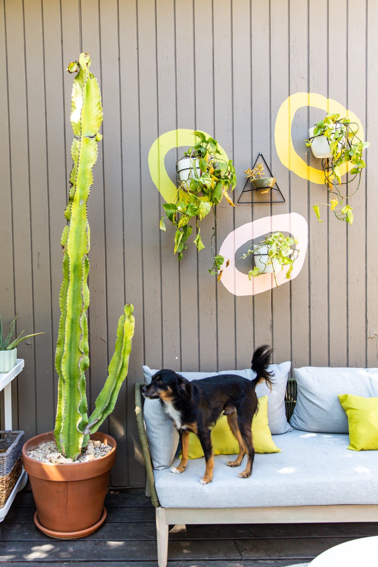 Temporary dog clearance door for apartment